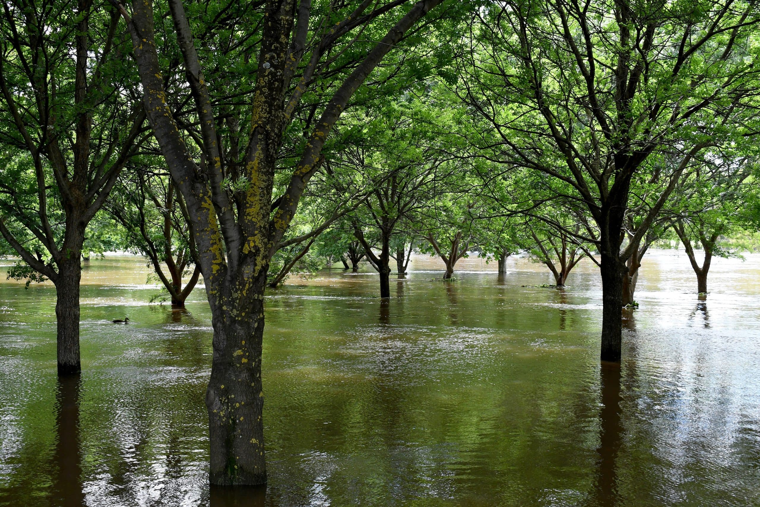 large group of trees partly submerged in water from the flooded Lachlan River in Cowra, during November 2021 floods in central west NSW, Australia. Photo credit KarenHBlack/ Shutterstock