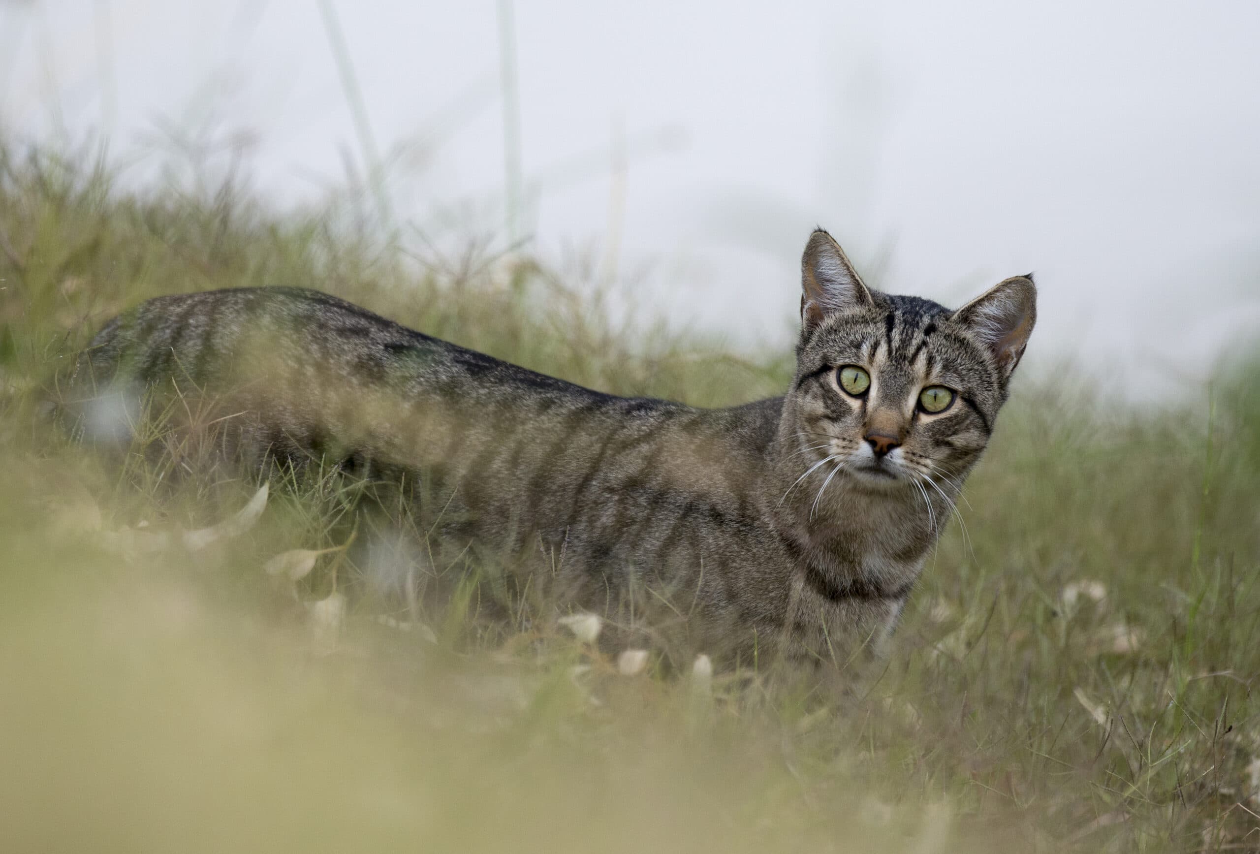 Feral cats underestimated in killings of reintroduced species