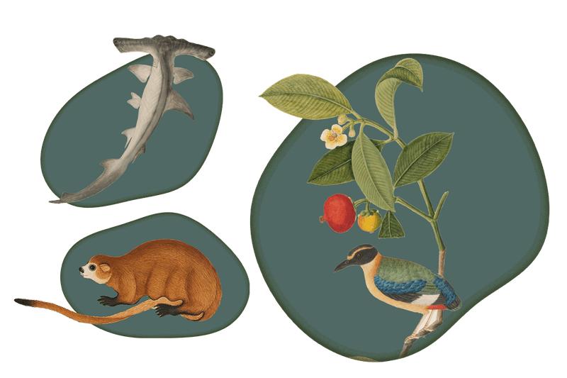 Tails from the Coast exhibition at the Australian Museum