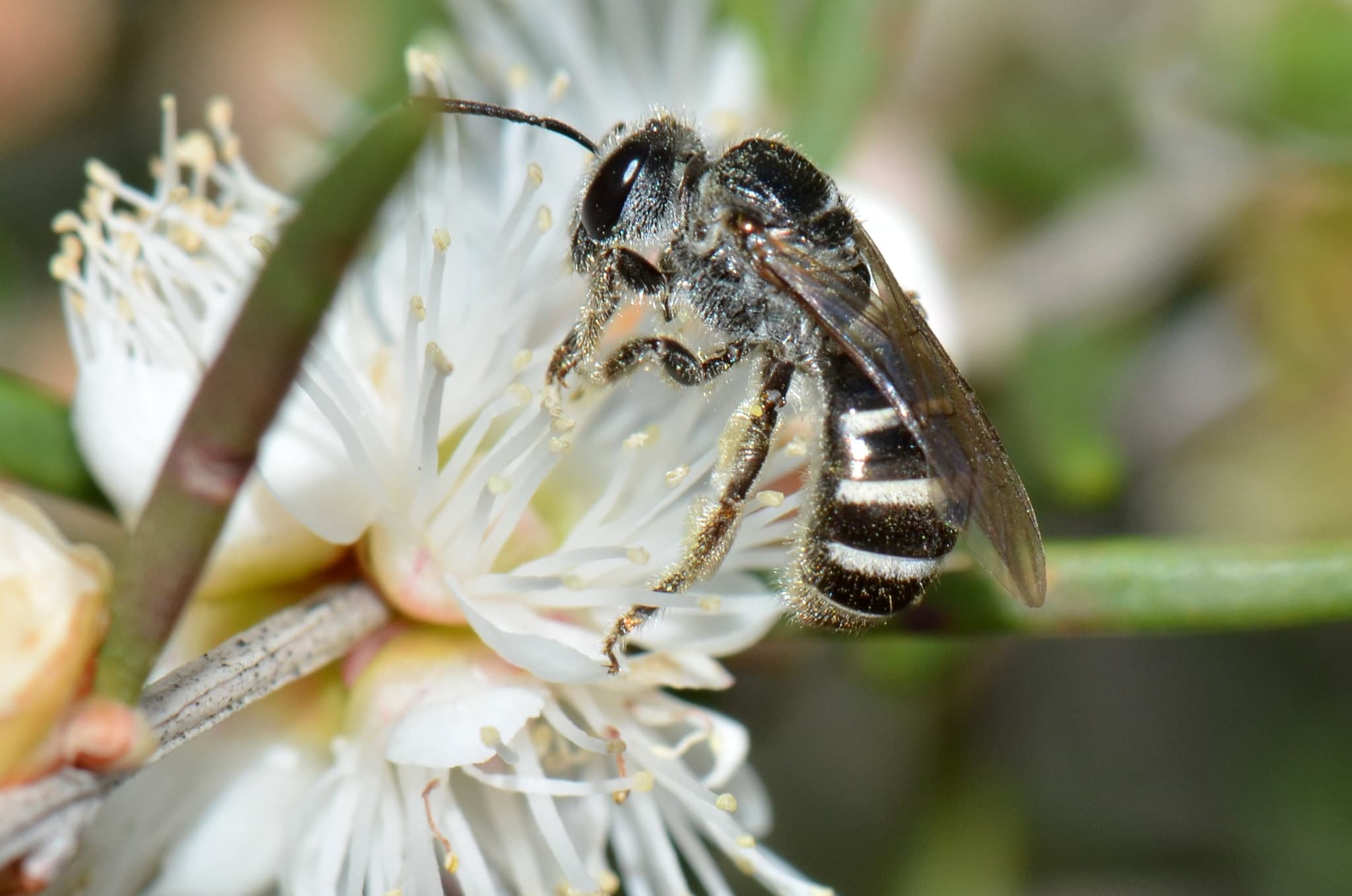 UN urges action to save pollinators this World Bee Day