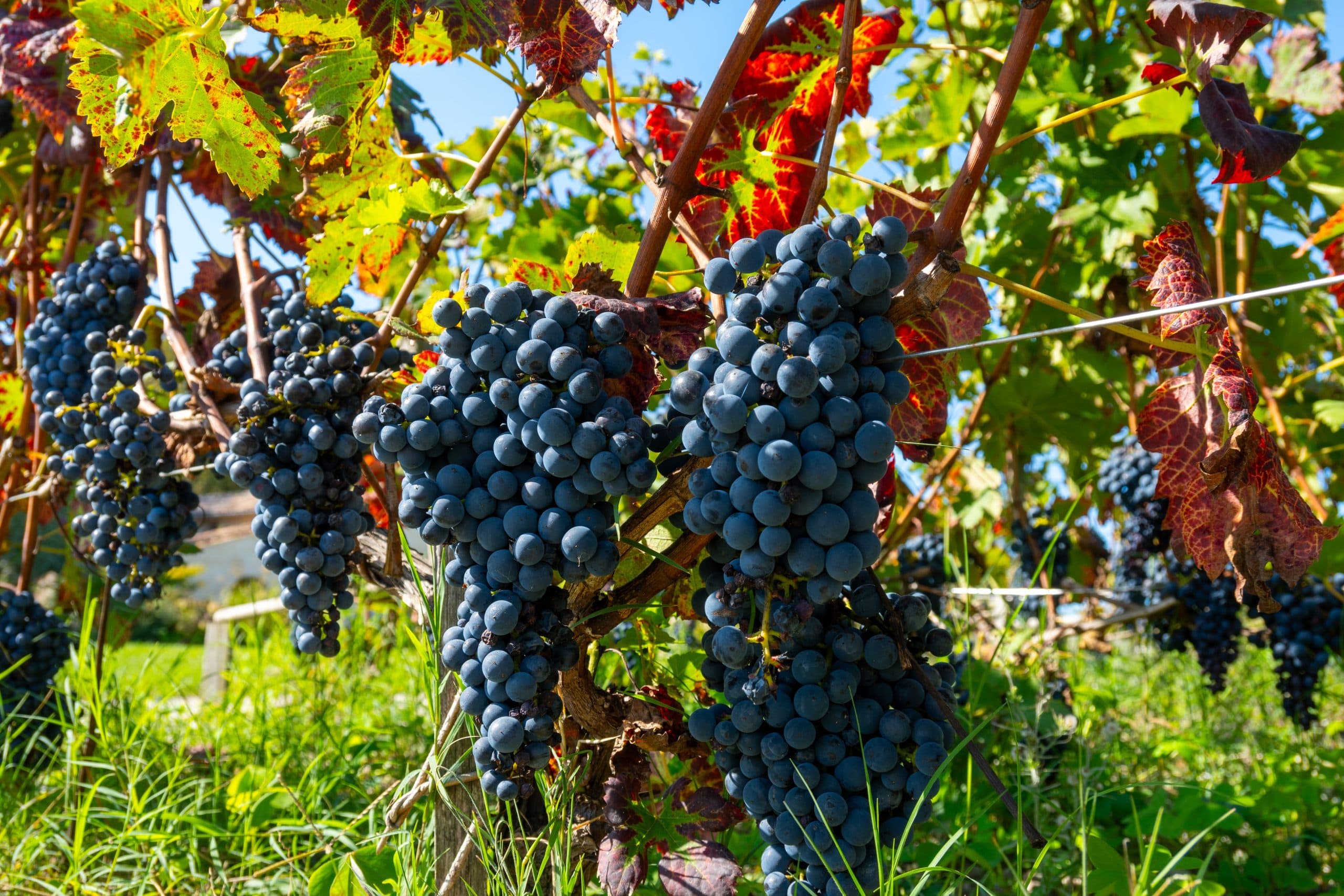 Wine Chat: The Cabernet Family of Grapes