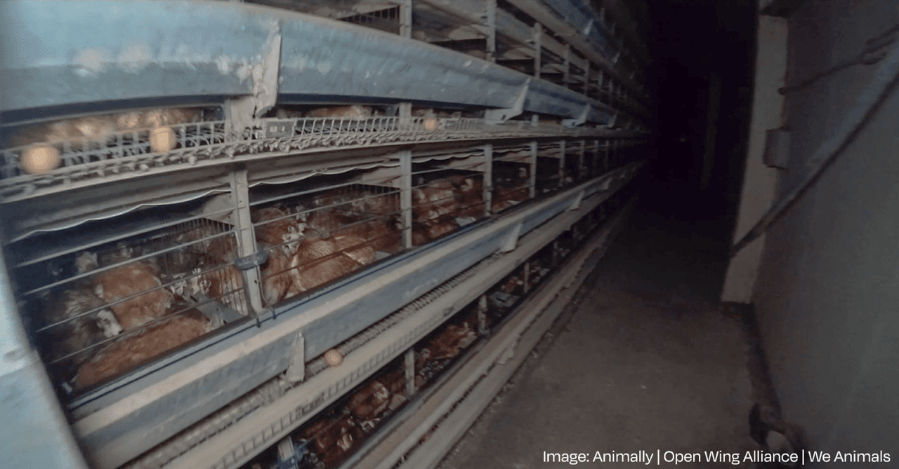 Caged eggs Interview Dr Jed Goodfellow