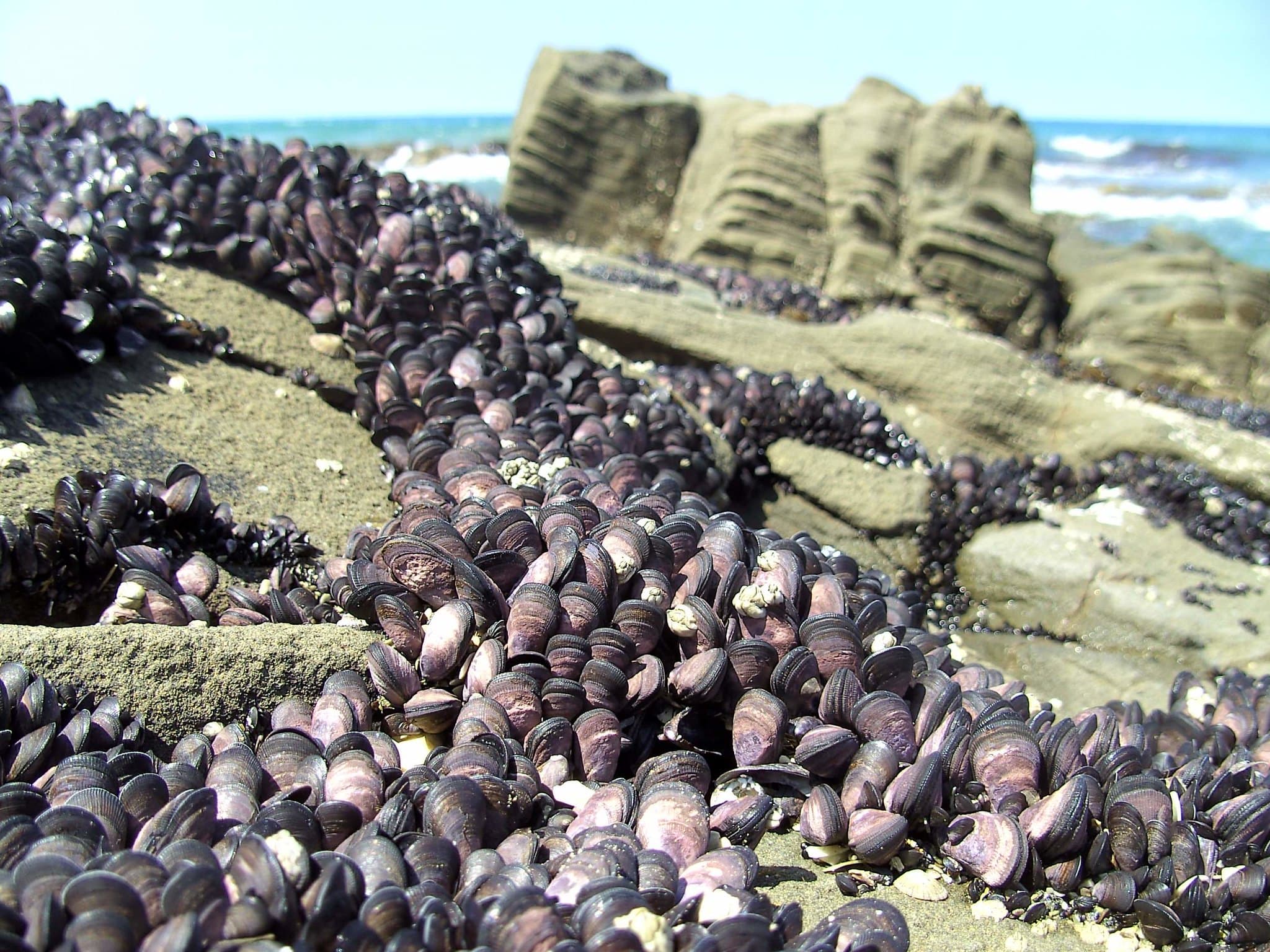 Invasive mussel farms should not have been approved