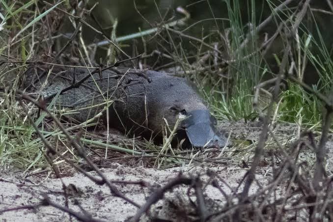 Platypus(es) are back at the Royal National Park!