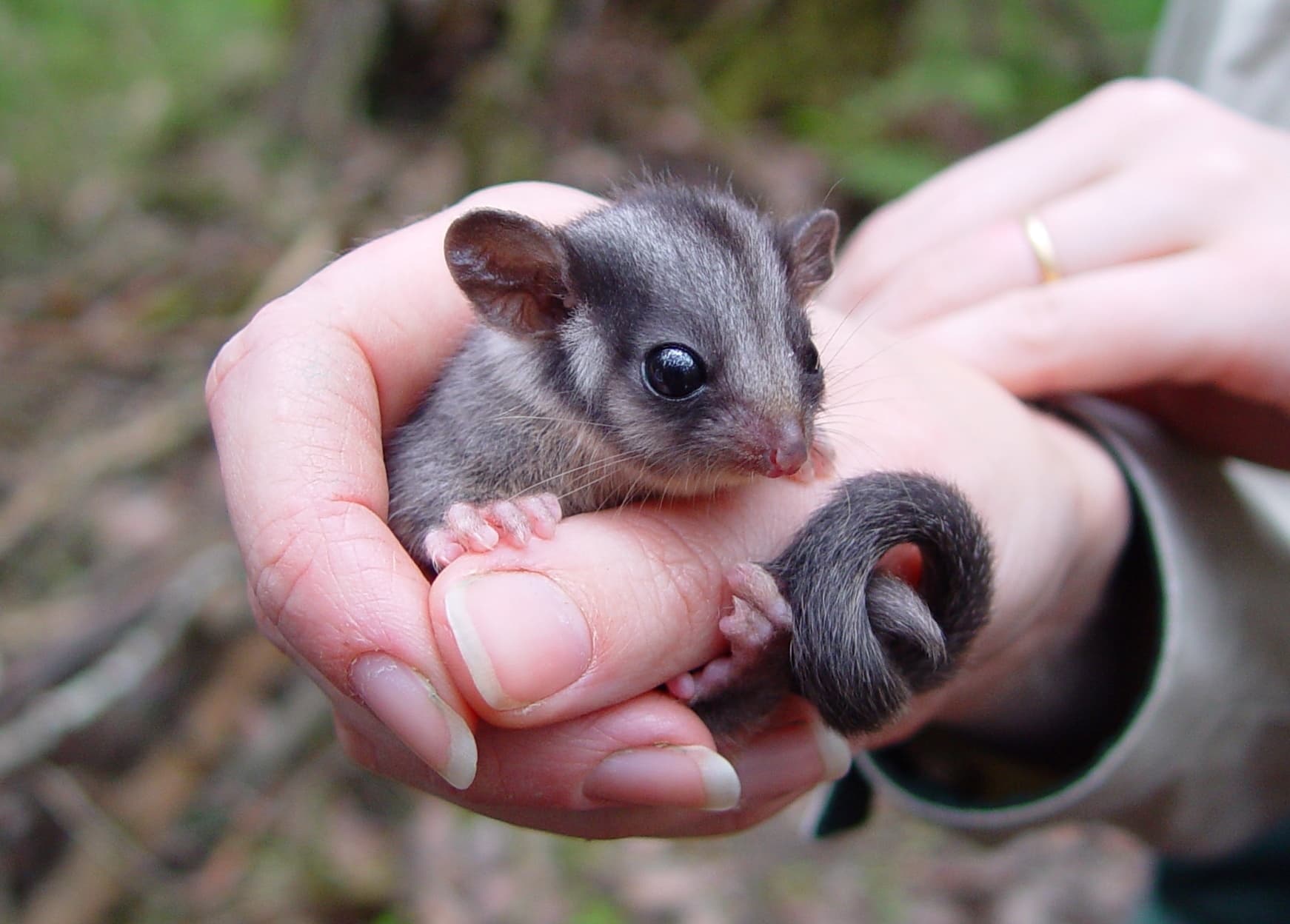Benefits of ending native forest logging revealed