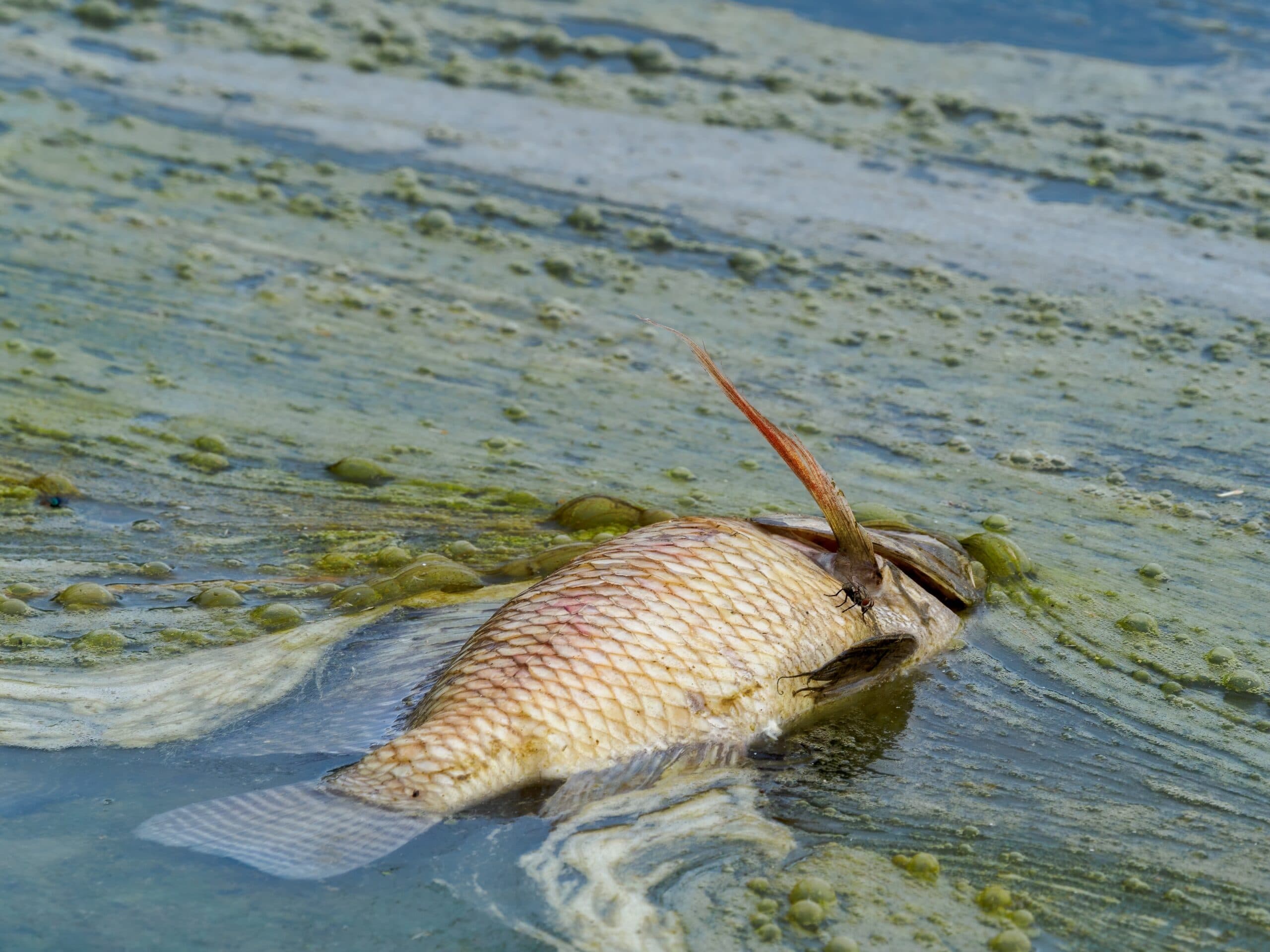 South Australia Struggles With Algae Bloom