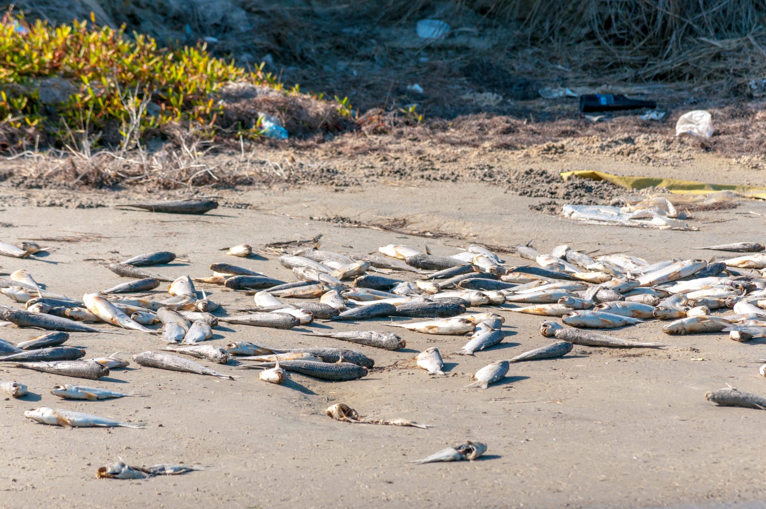 South Australia’s algal bloom issue