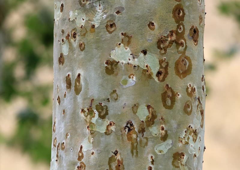 Tiny Beetle sparks concern for Australia’s ecosystem