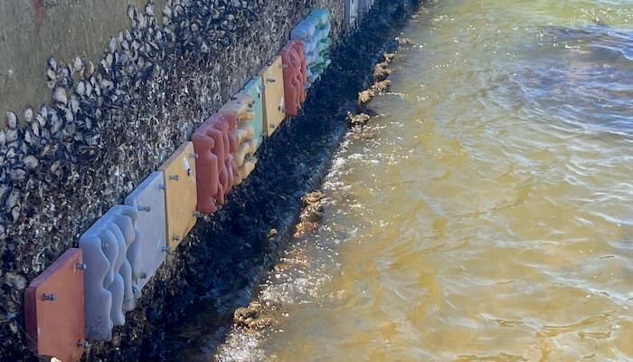 Red, green, grey and yellow panels are attached to Sydney Harbour seawalls as part of the research project.