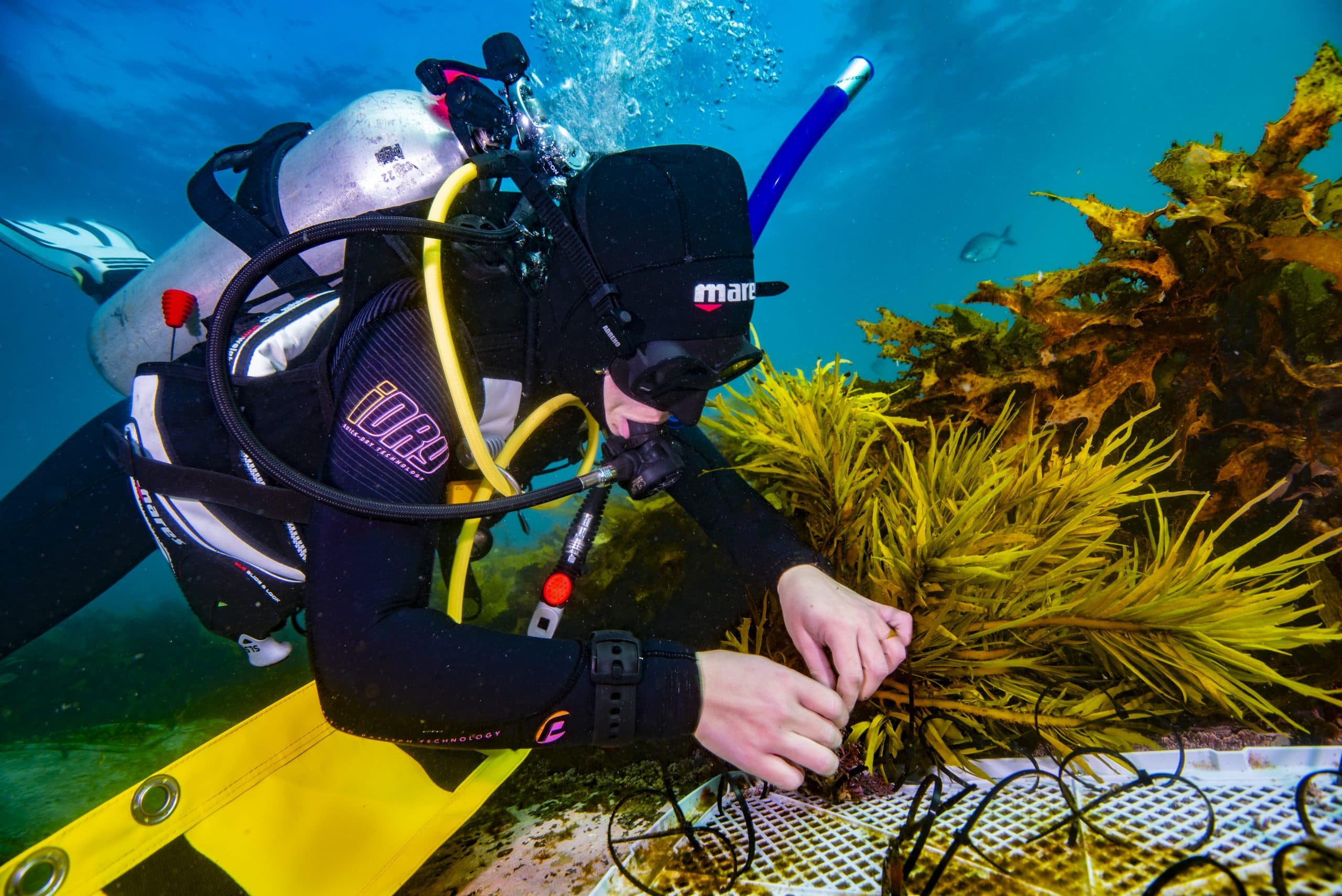 Diver planting crayweed. Photo courtesy of Tom Burd