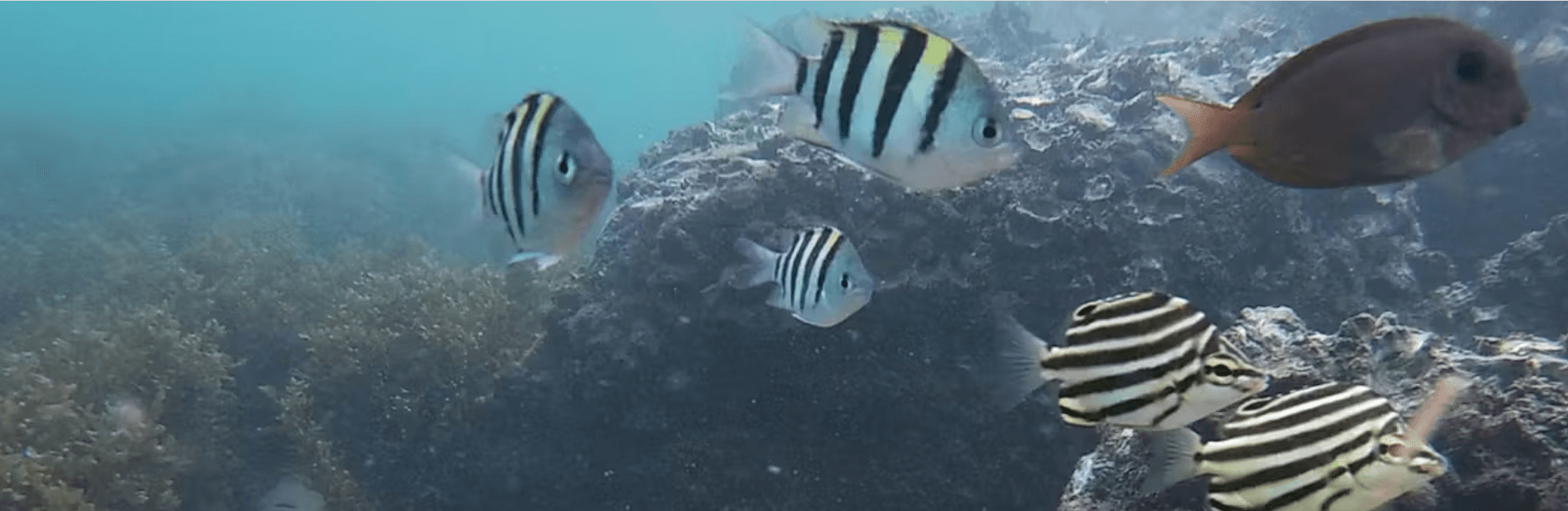 Tropical fish moving south due to warm waters