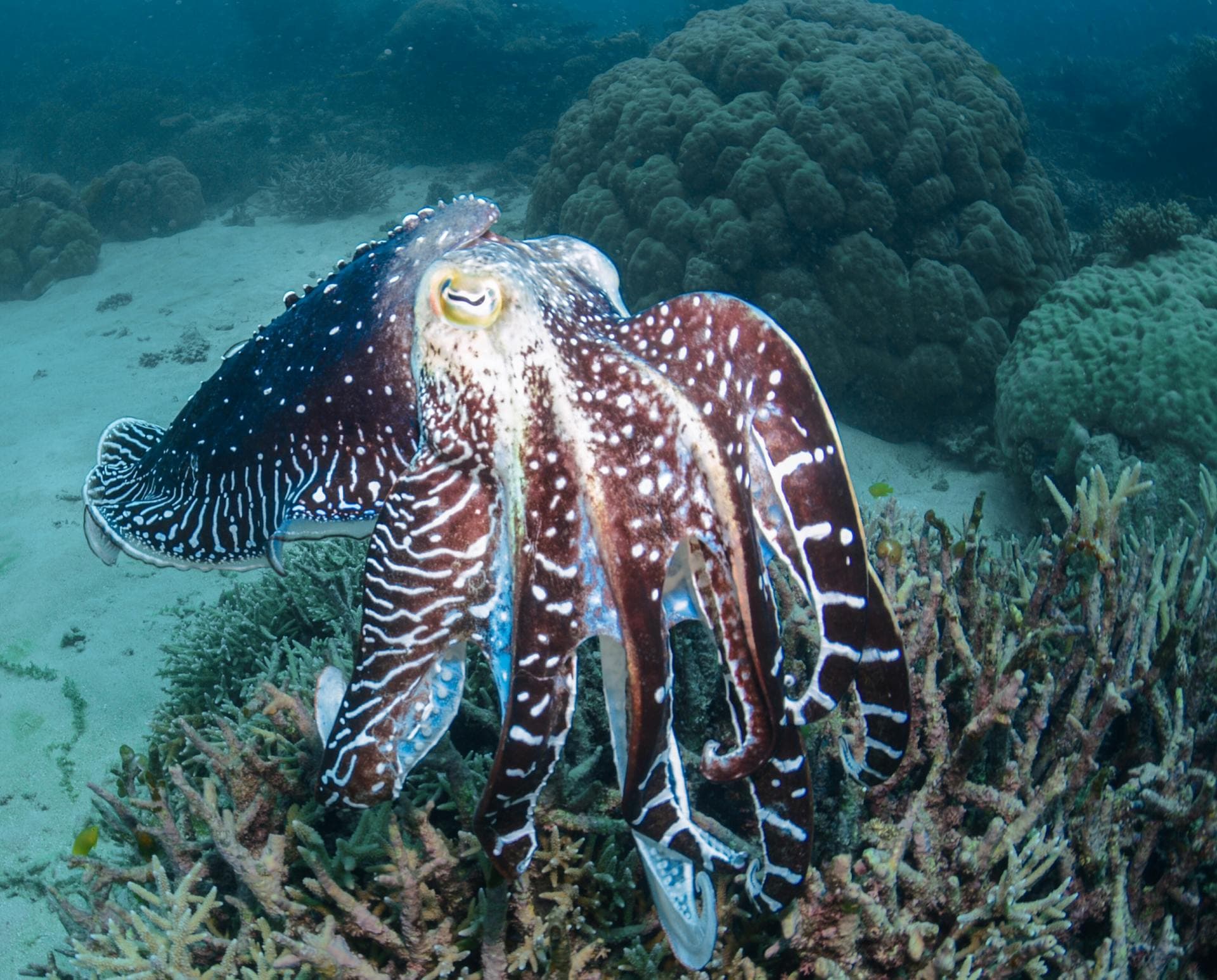 Giant Australian Cuttle Fish at risk from the Algal Bloom