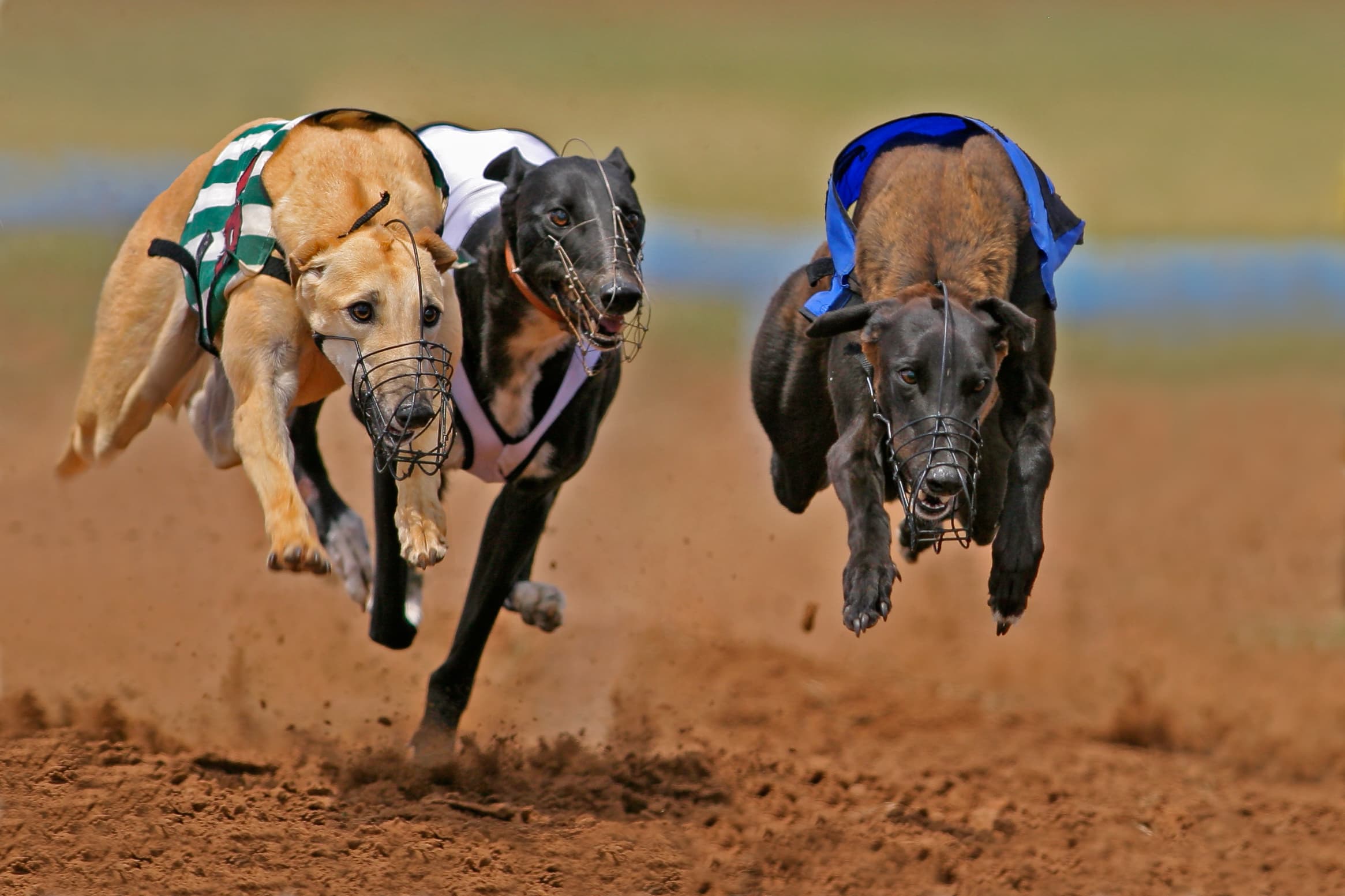 Tasmania to phase out greyhound racing by 2029