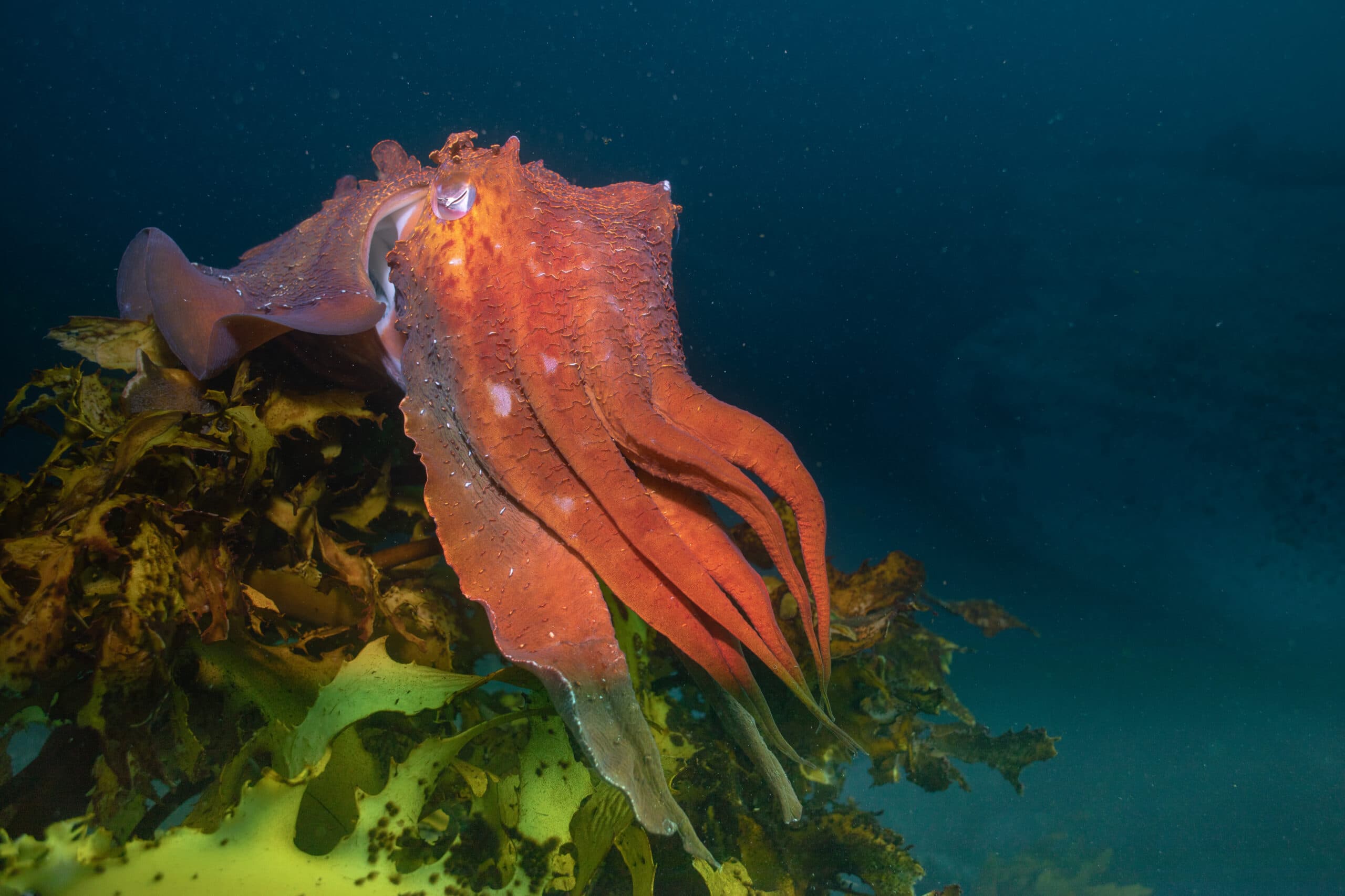 Giant Australian Cuttlefish Population under threat from the Algal Bloom