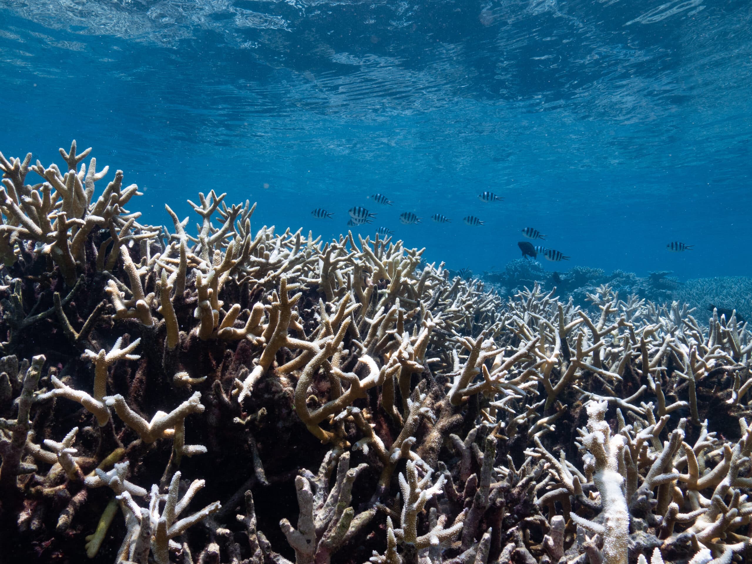 Great Barrier Reef Coral Cover major decline