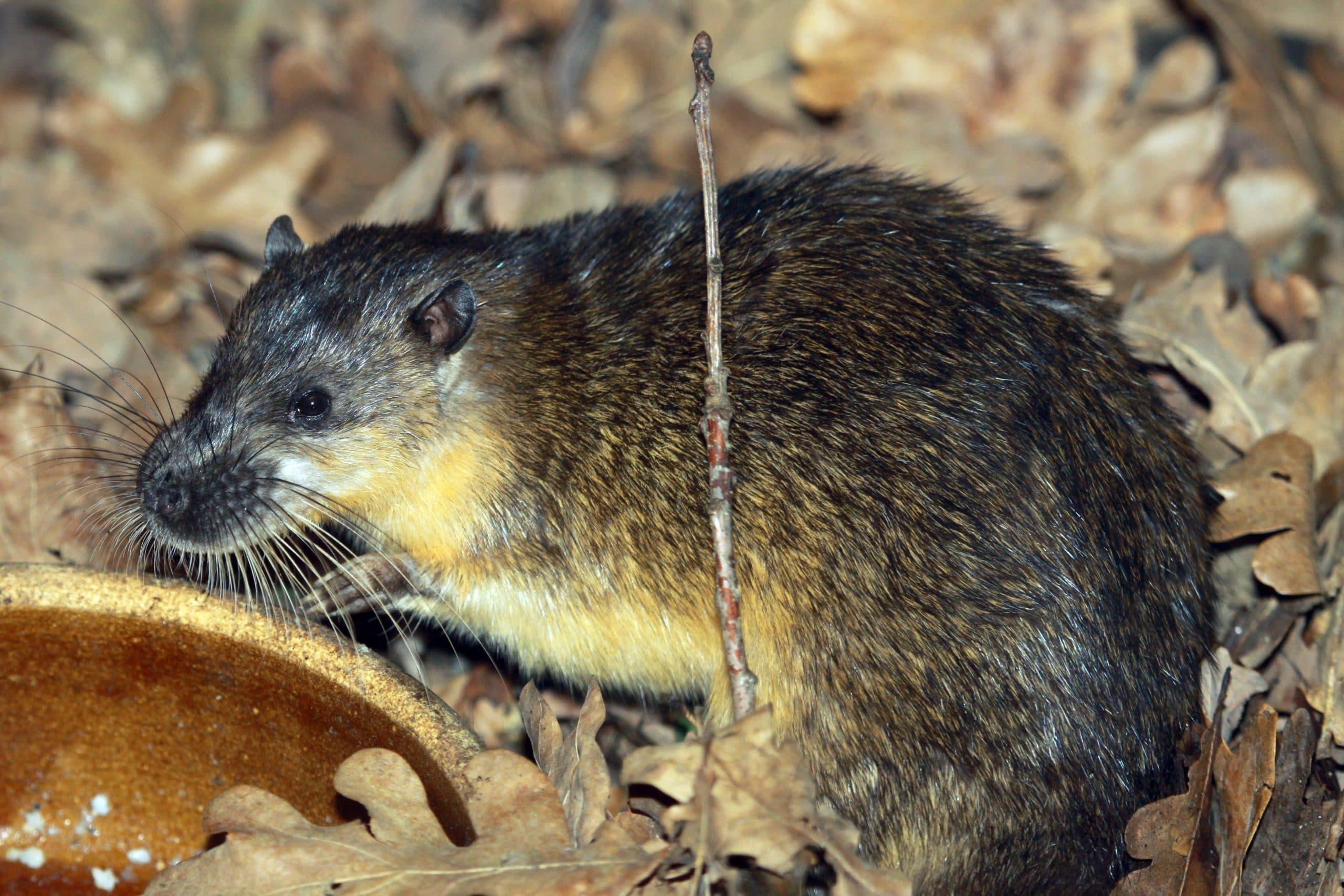 The Secret Rat War Brewing in the NSW Bush