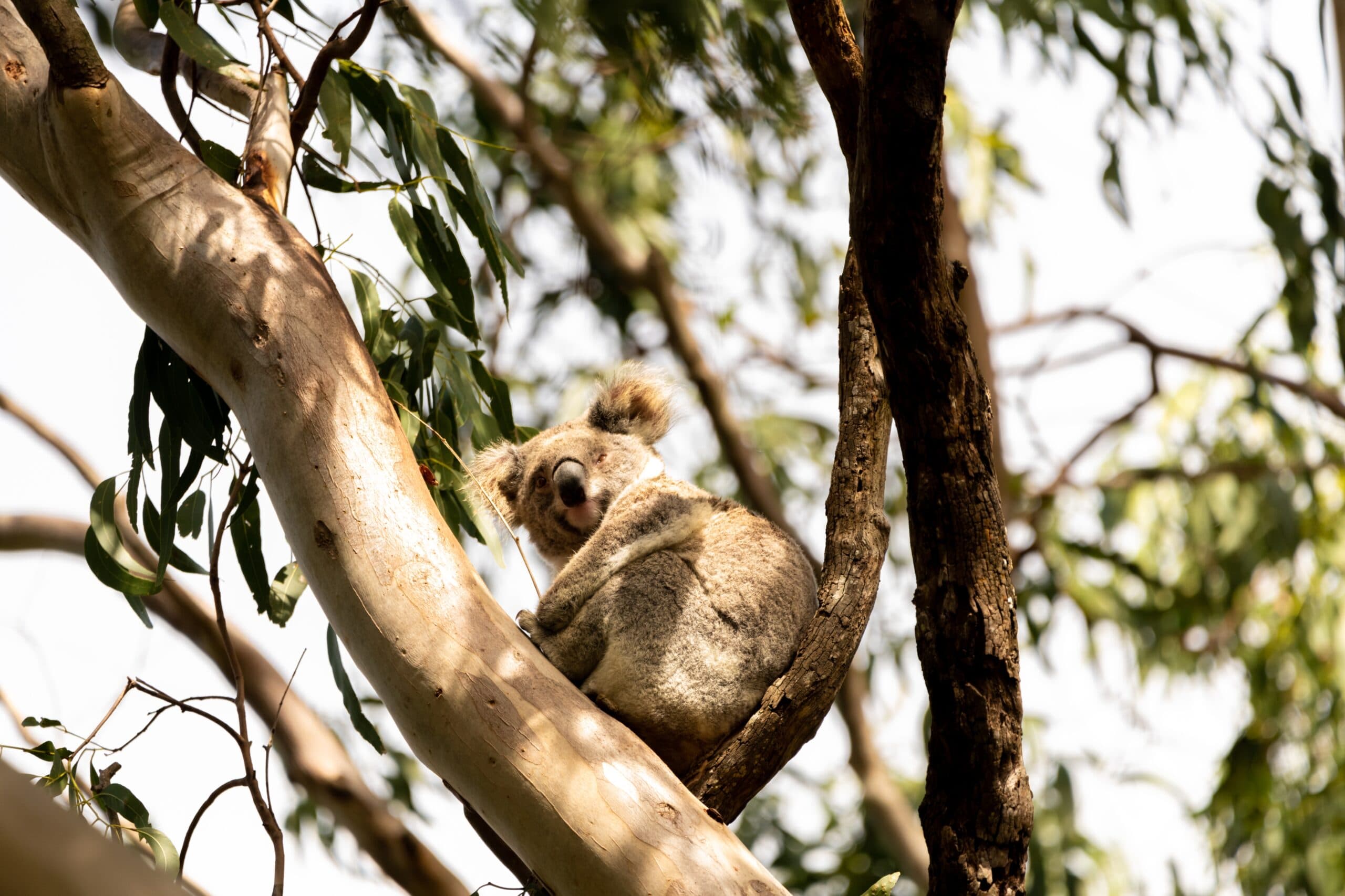 ‘Koala man’ walking to demand protected area for koalas