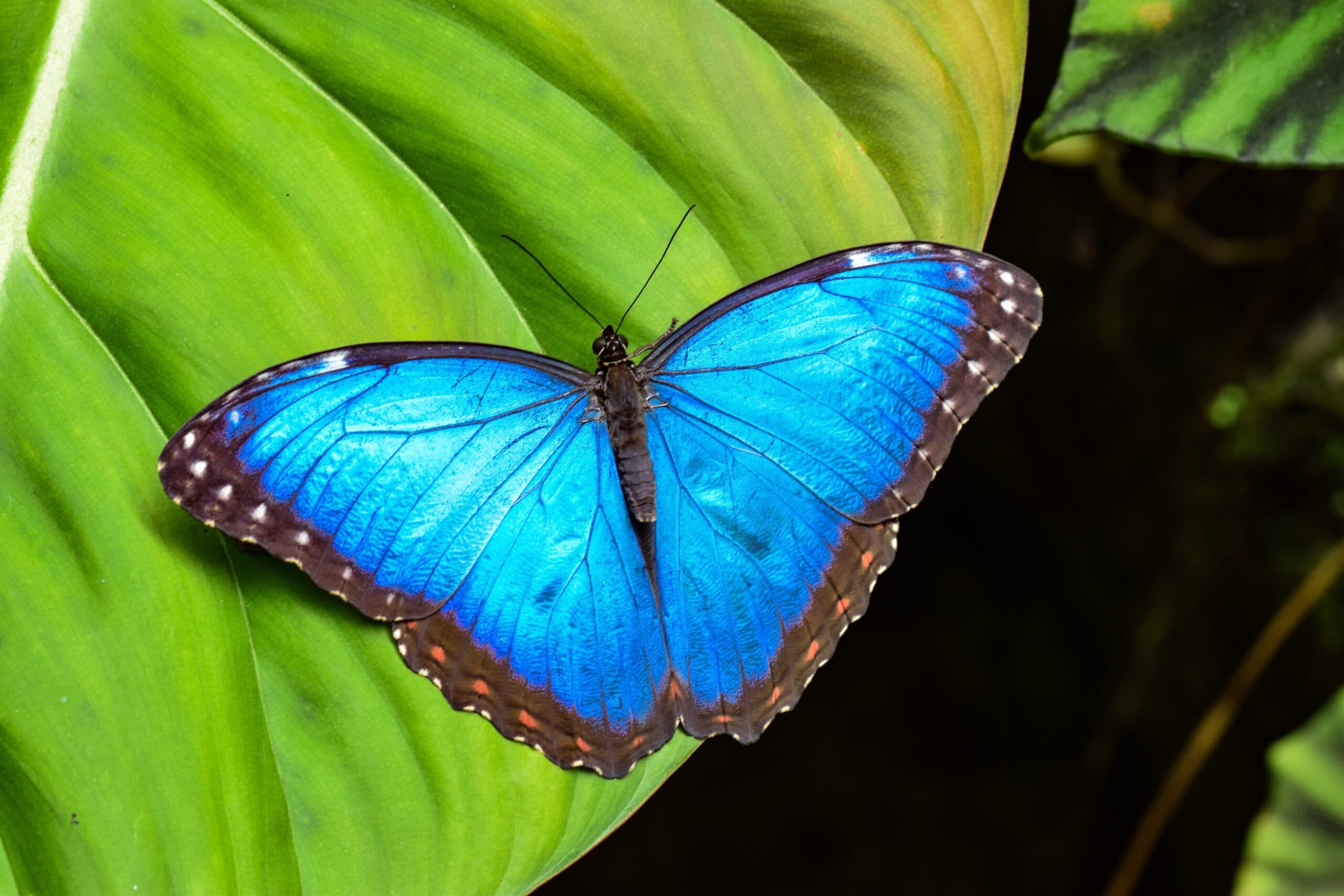 Tropical insect and butterfly populations at a decline due to Climate El-Nino weather events