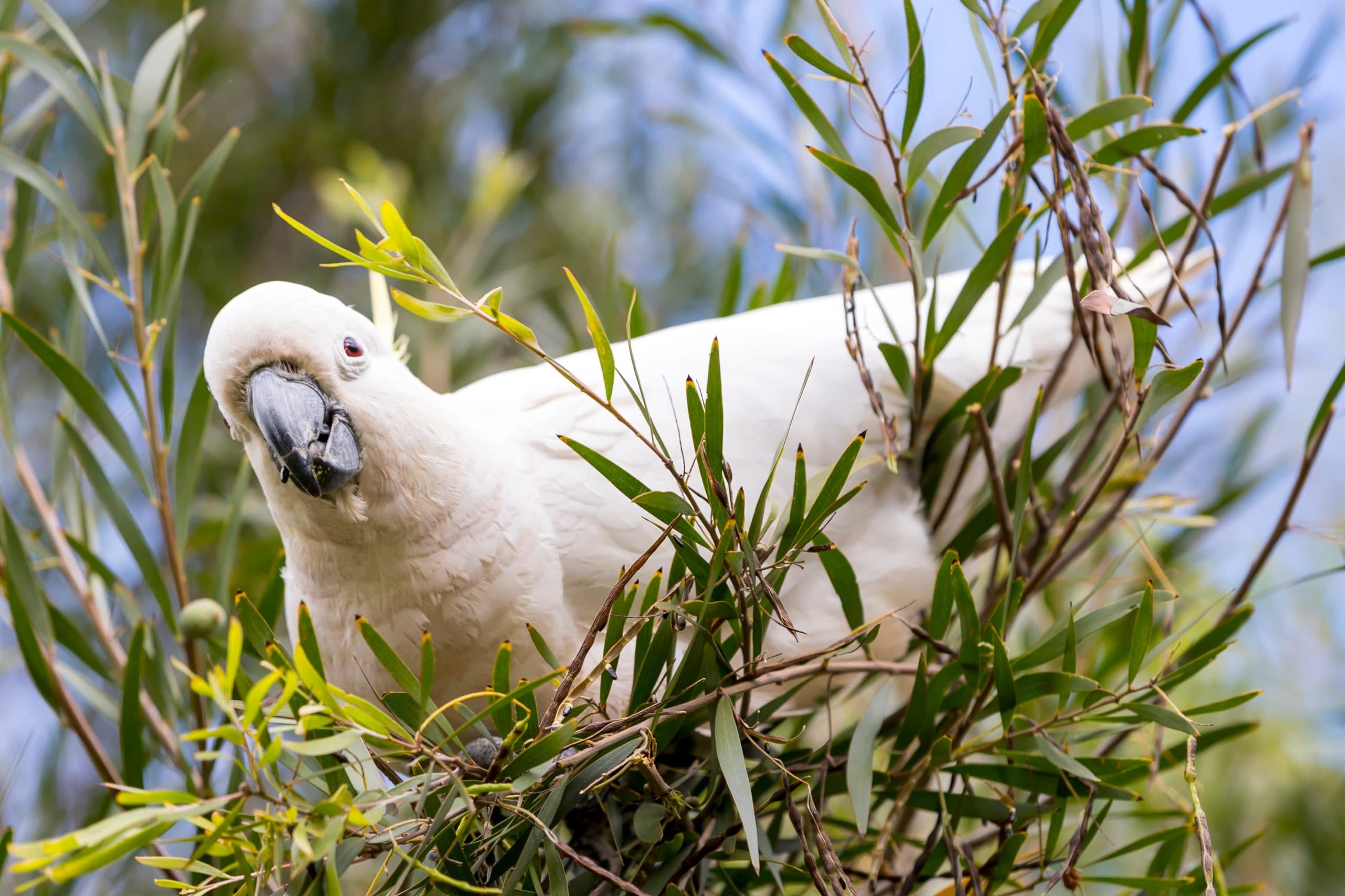 Sulphur-crested cockatoo perched among the branches of a flowering wattle tree, looking at the camera, with blue sky and taller trees behind.