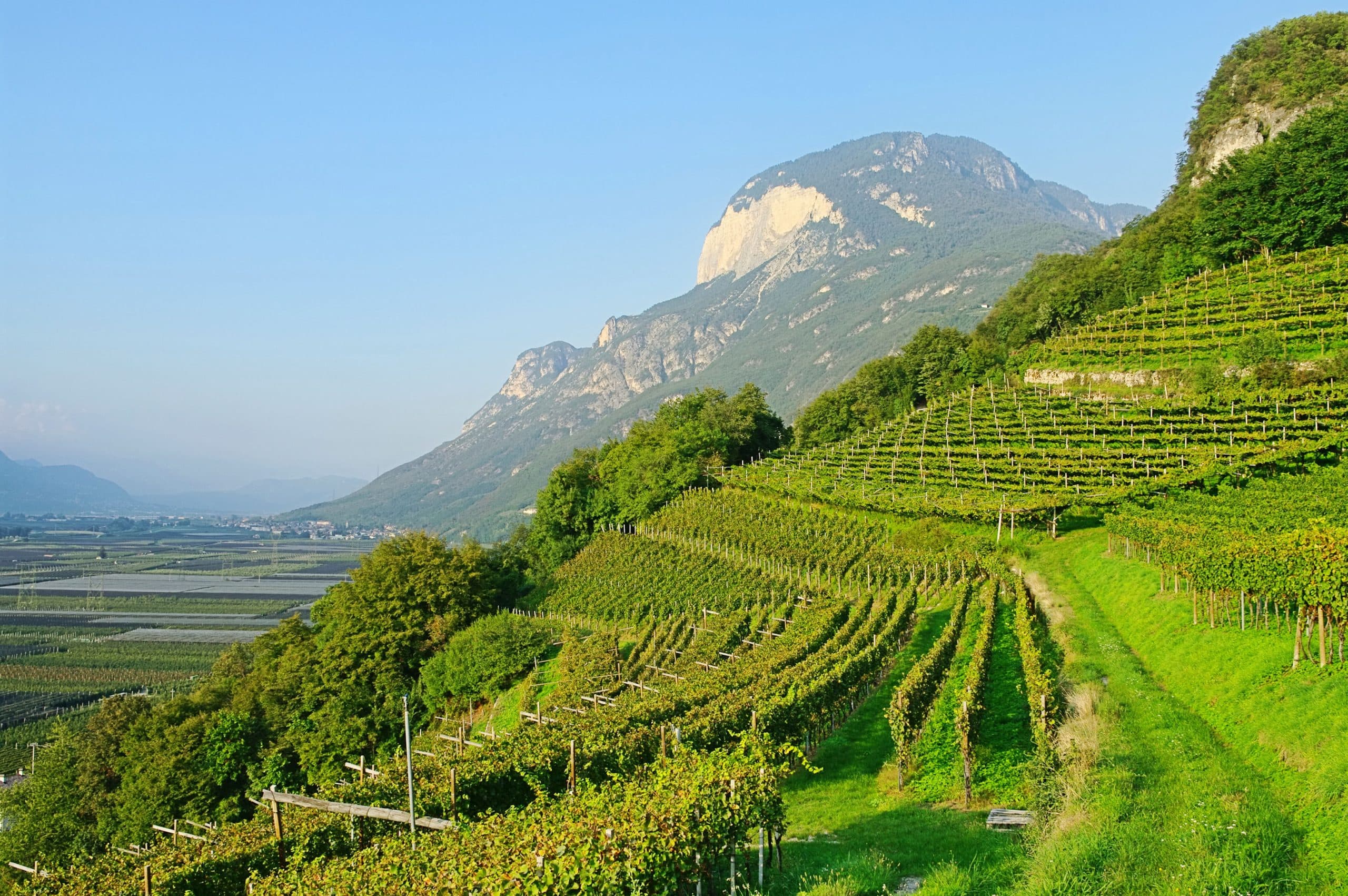 Wine Chat: Tour of Italy – Triveneto