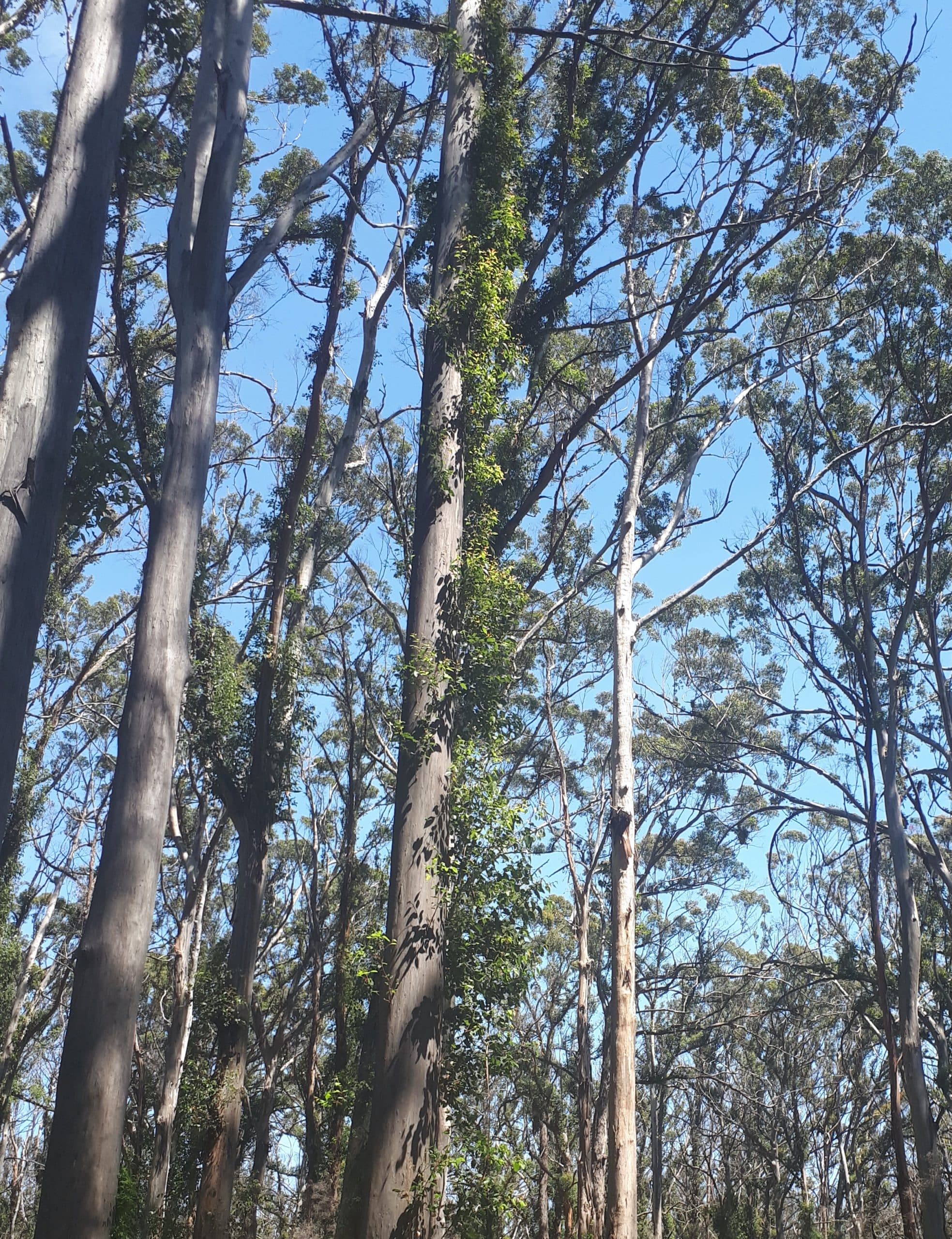 Be prepared for the bush fire season