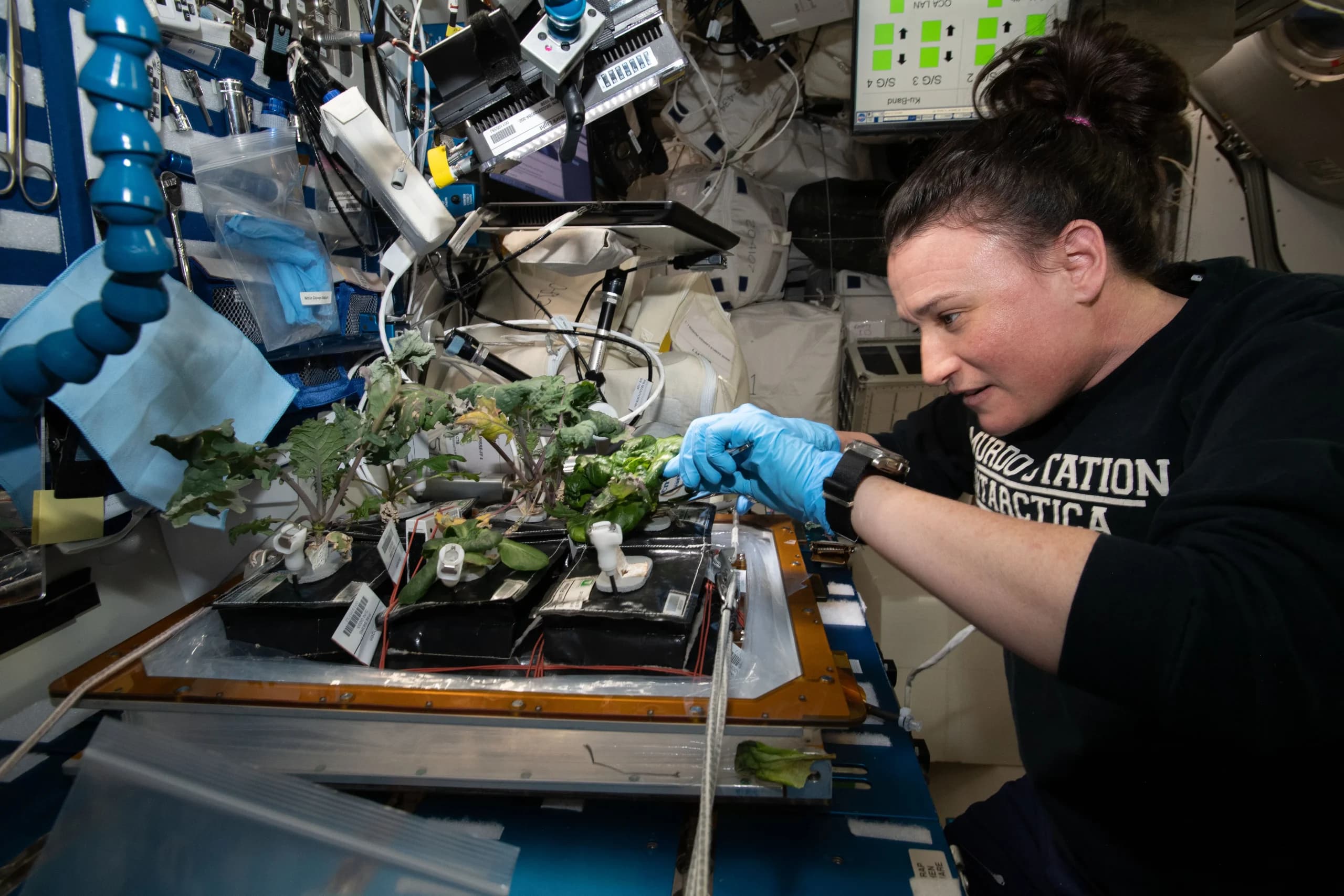 Space Plants and the Future of Farming