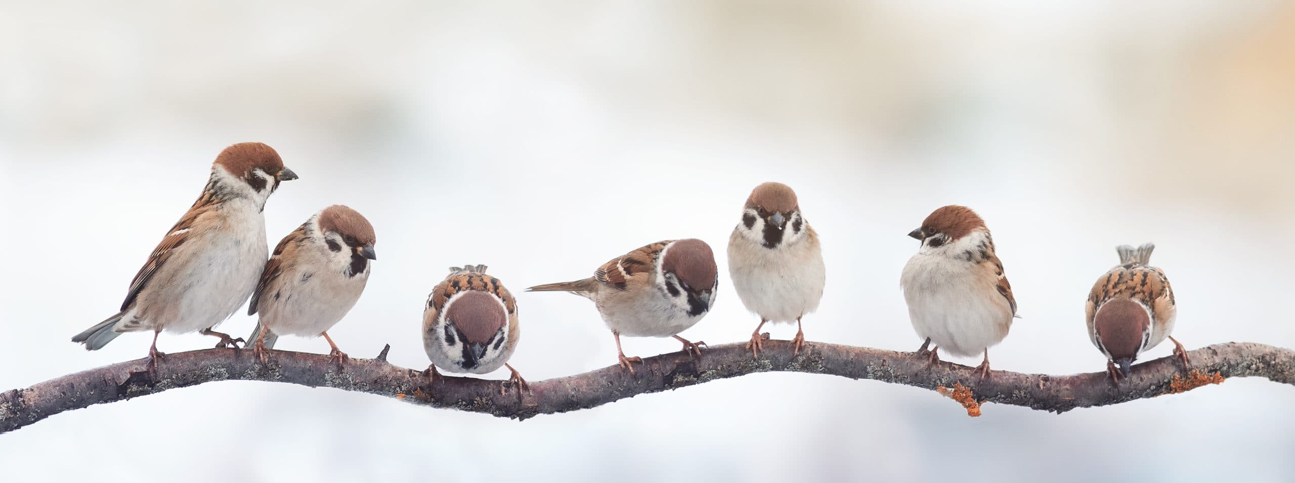 Polluted towns heavily affecting our beloved sparrows