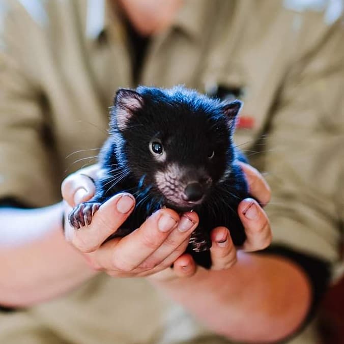 Get Away with Dre: Animal Sanctuaries in Australia