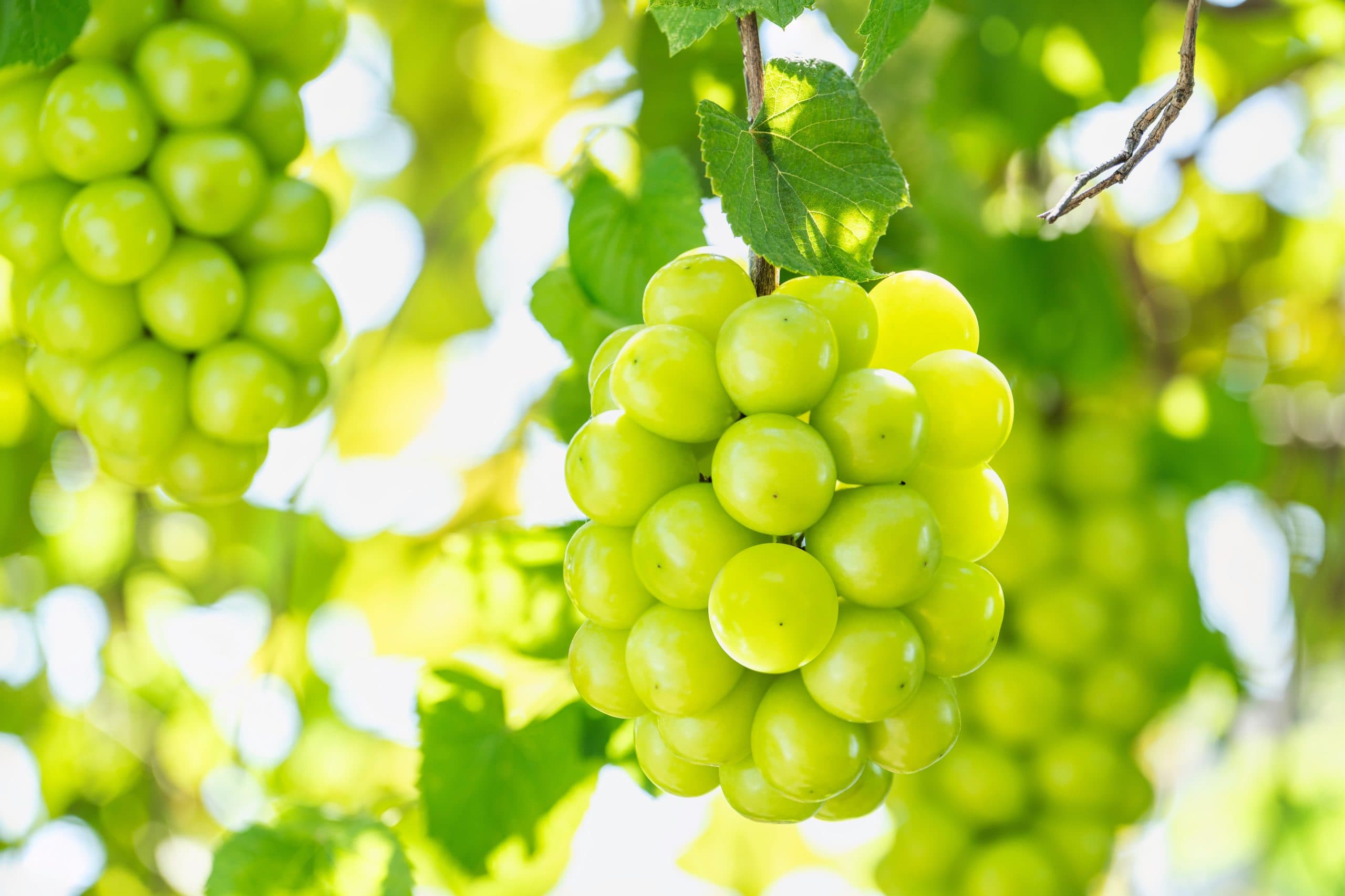 Wine Chat: Muscat grapes