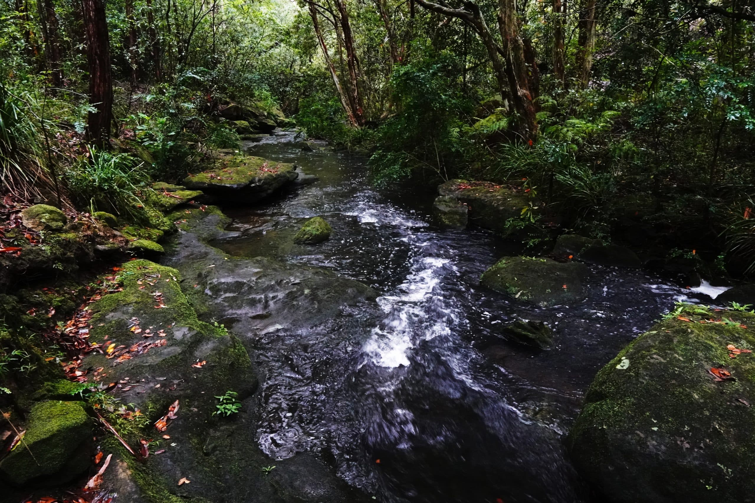 A creek flowing between rocks and through bushland in Bidjigal Reserve, Baulkham Hills, in the Hills District, Sydney. Credit Softvisual/Shutterstock