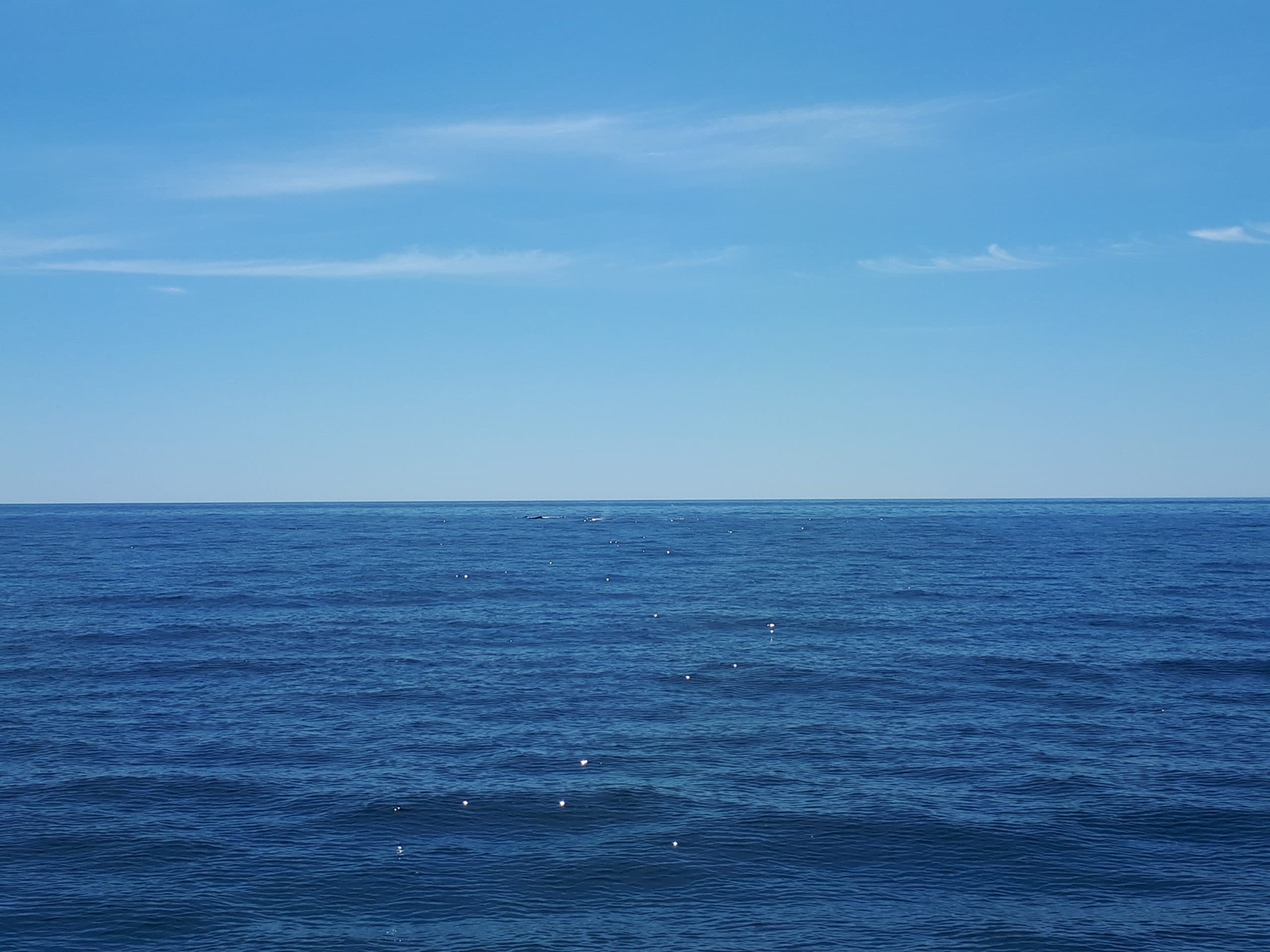 Bondi Shooting update: Peter Price, Director of Crime Stoppers NSW