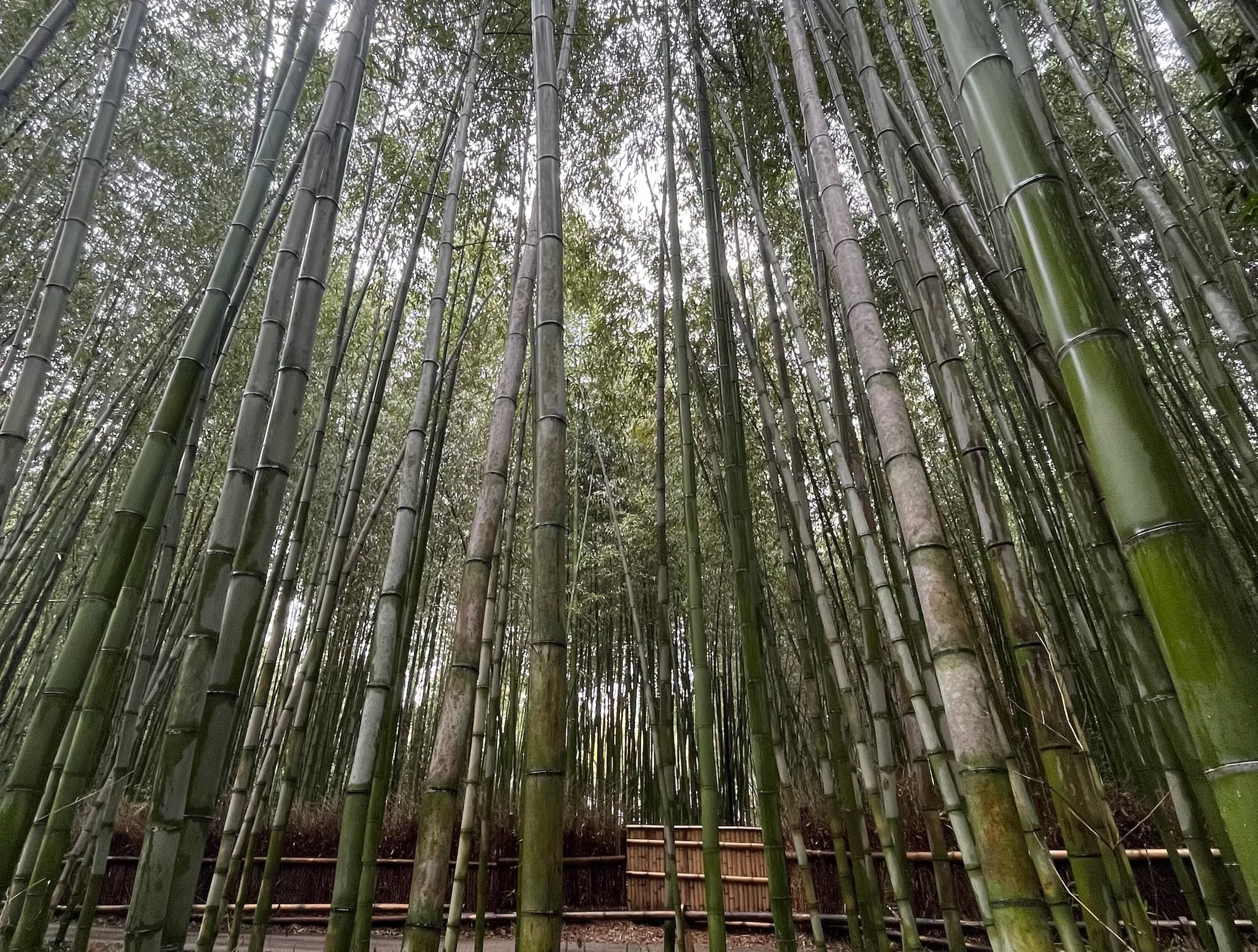 Bamboo Entwine As They Grow – Exhibition at Bankstown Arts Centre and MAC Yapang