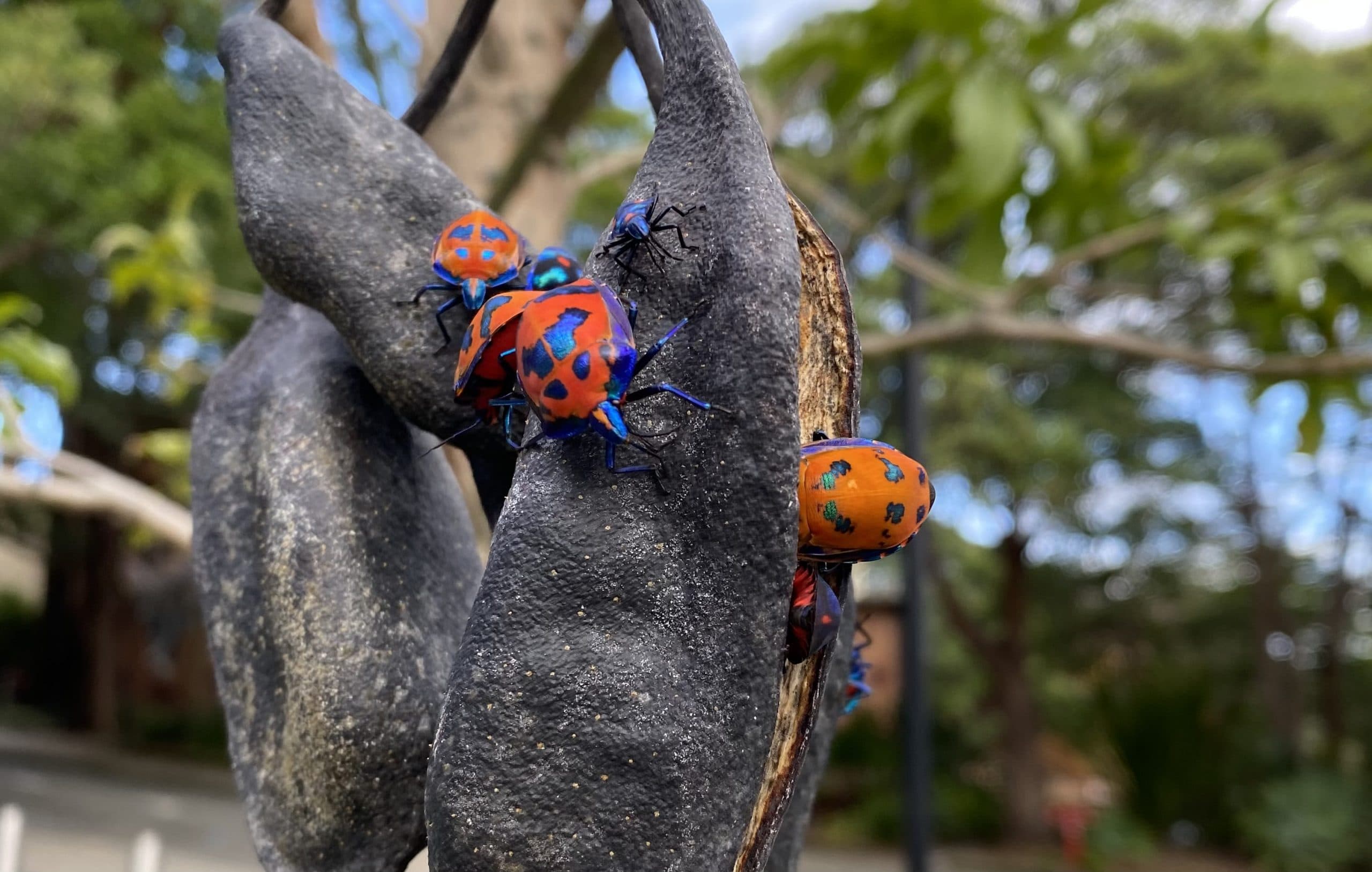 Bugs in My Backyard Week