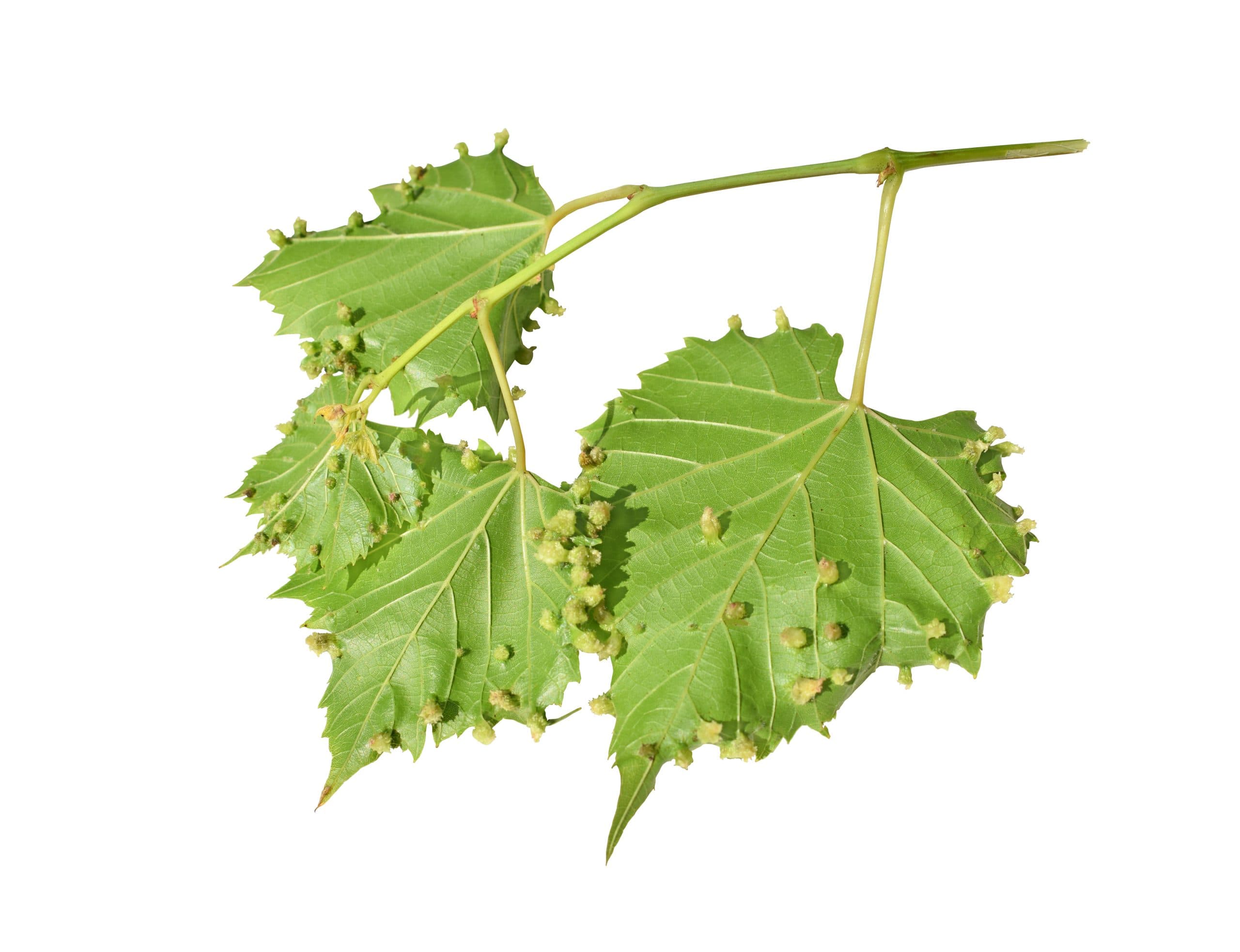 Wine Chat: Phylloxera