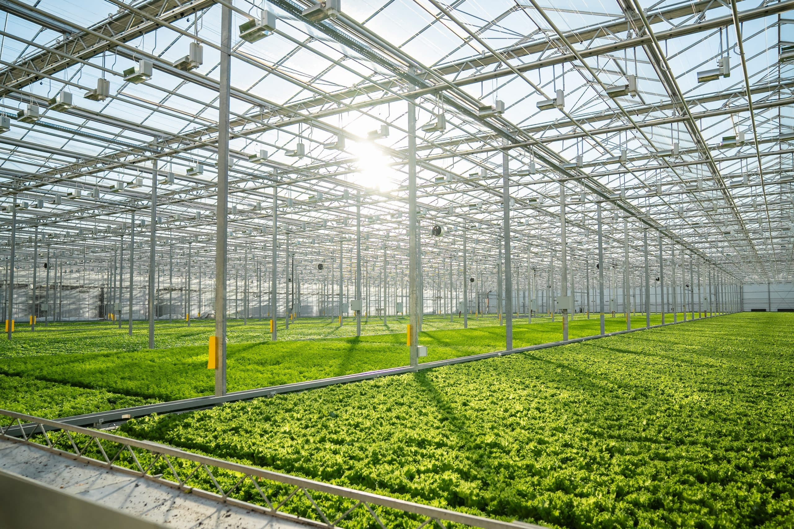 Could The Idea of Smart Greenhouses Help Bring Back Food Production