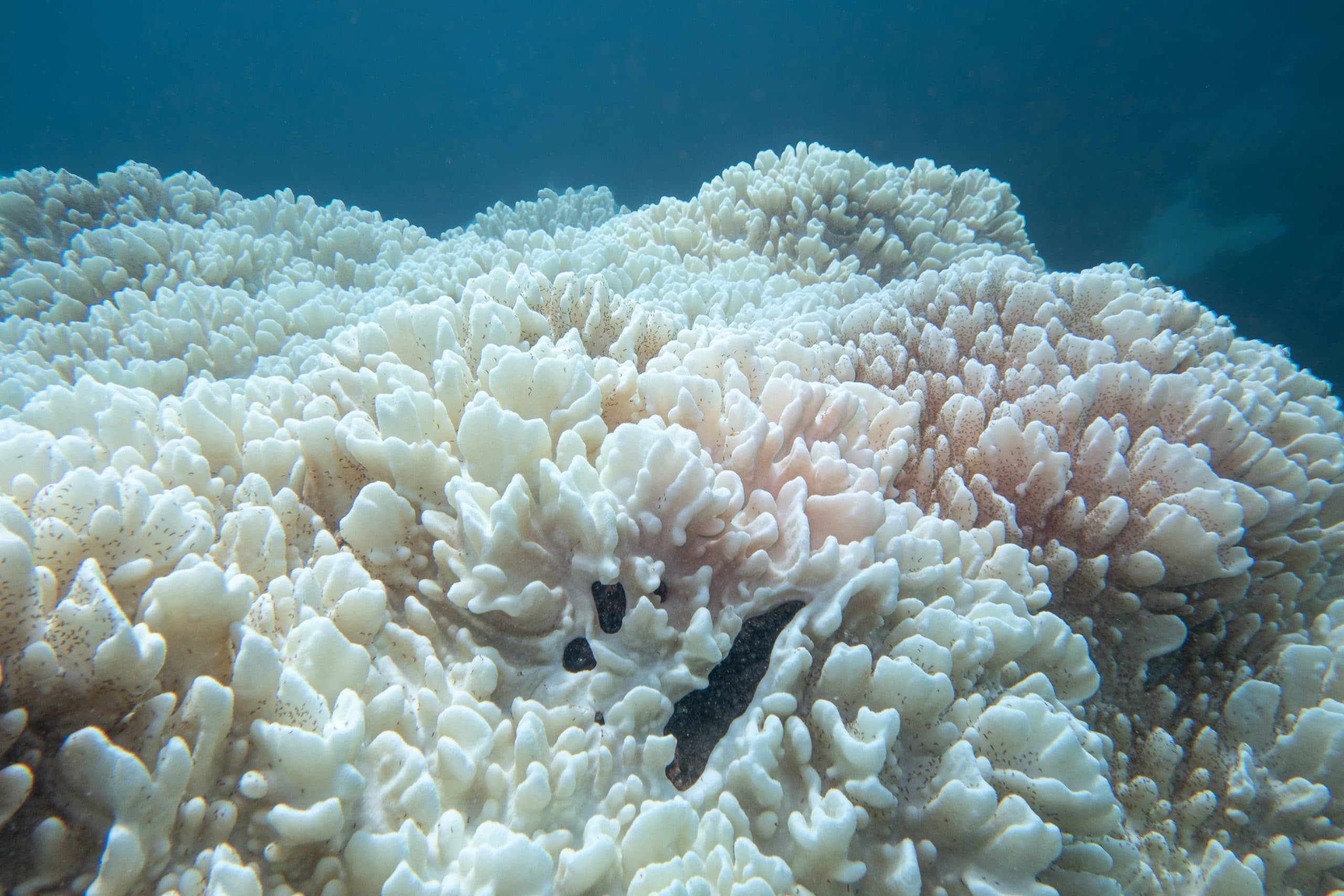 Ningaloo’s Coral Bleaching is Intensifying
