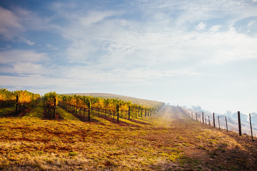 Wine Chat: King Valley