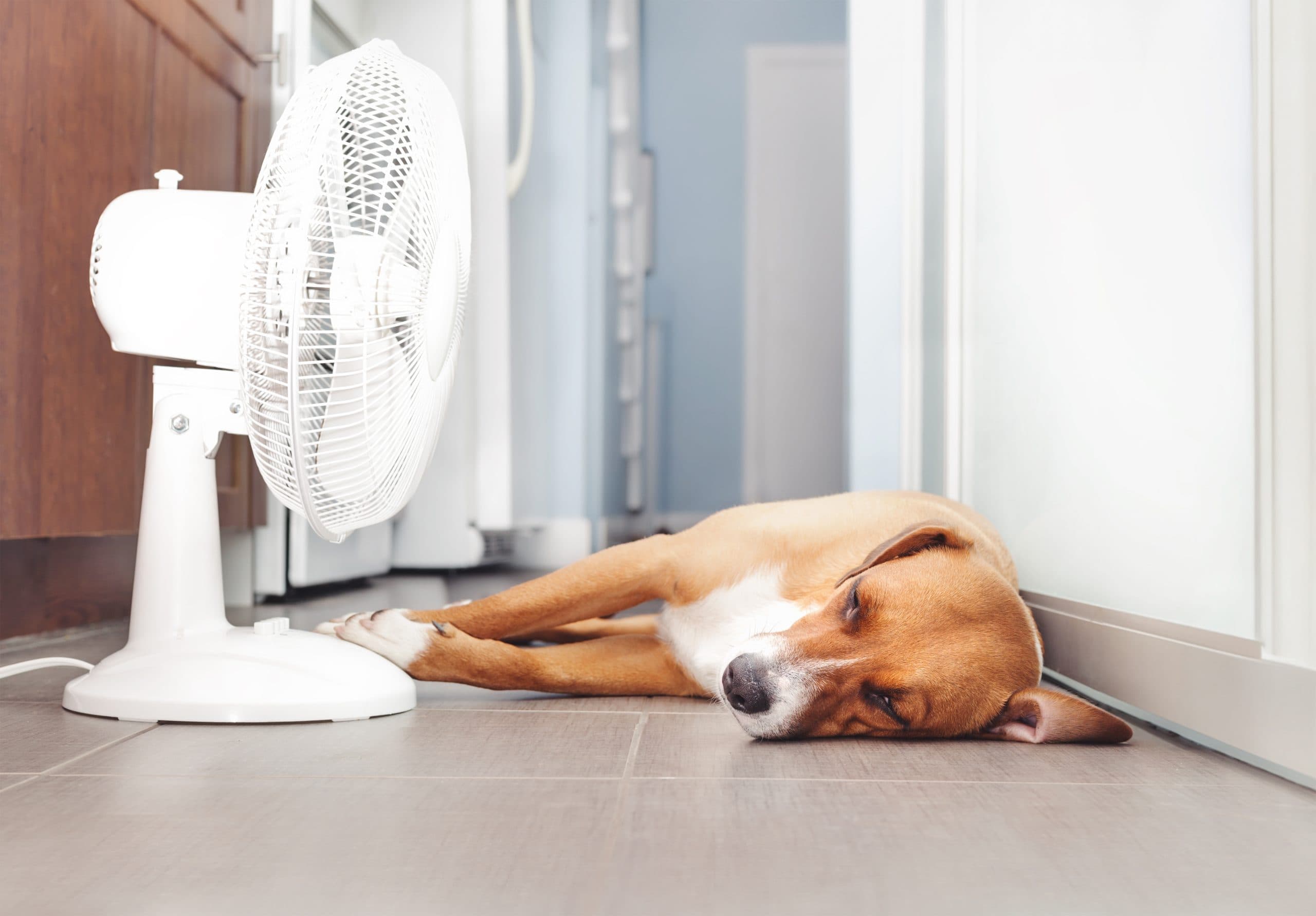Taking Better Care of our Pets in the Heat