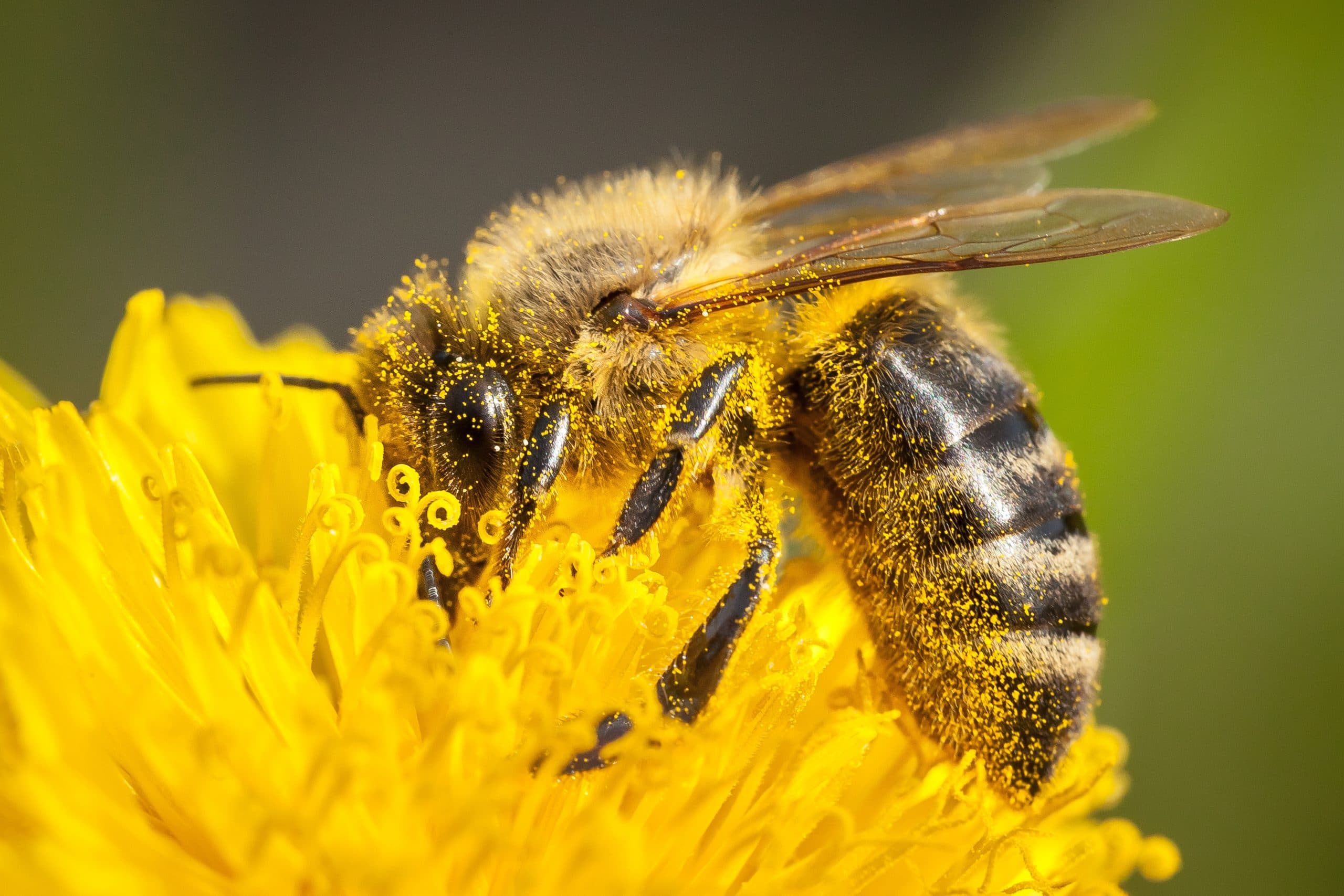 Can Bees Help us Talk to Aliens?
